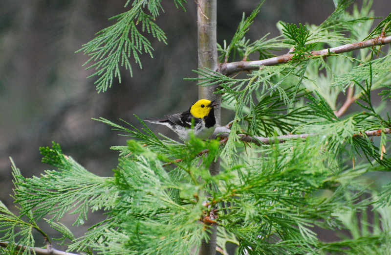 Hermit Warblers are among the species included in a new study of how migratory birds are singing at different times of the year as a result of climate change. Source: Mike McGrann